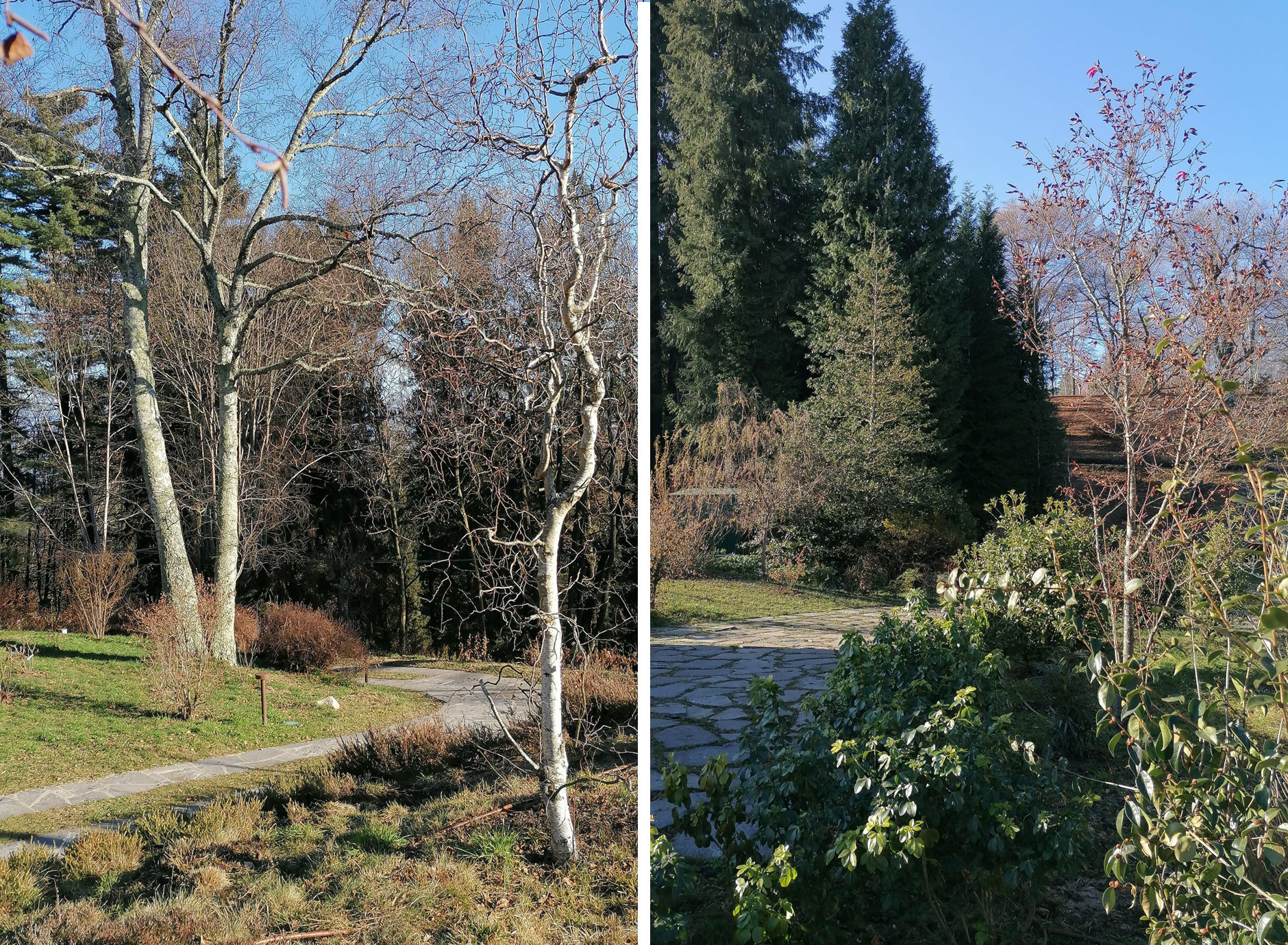 Giardino in un bosco