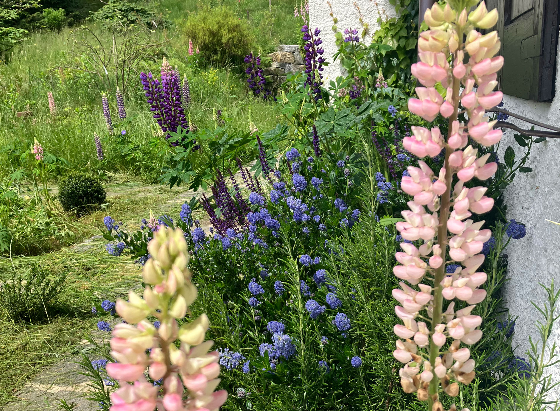 Giardino in un bosco