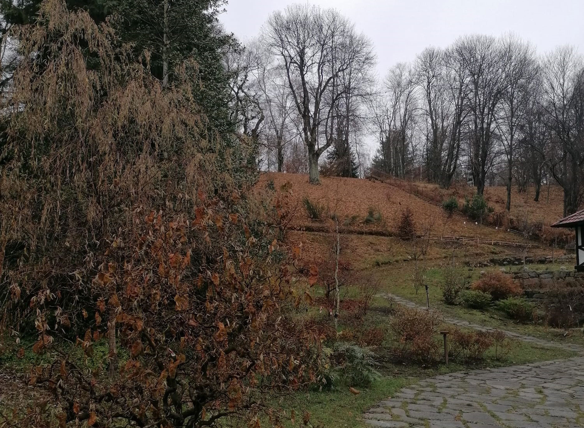 Giardino in un bosco